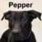 Pepper