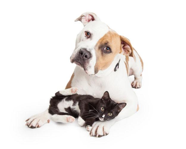 Beautiful and friendly Pit Bull dog with a playful little kitten laying across her legs