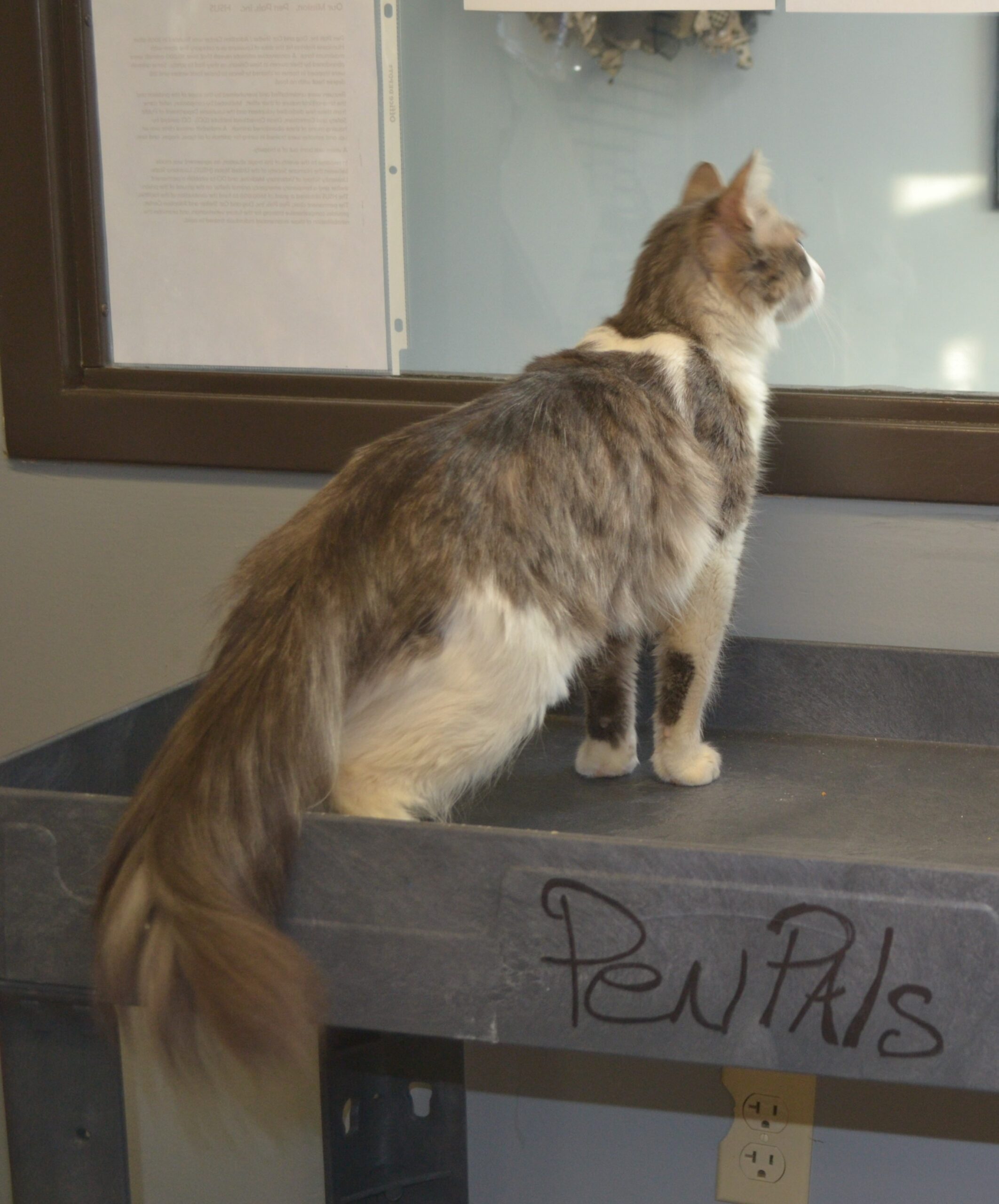 penny pickles 2