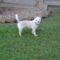 Prince Peabody